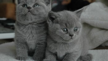 Une petite histoire de CHATS comme vous les aimez.
Sur une de mes compositions : « CUMBIA    »