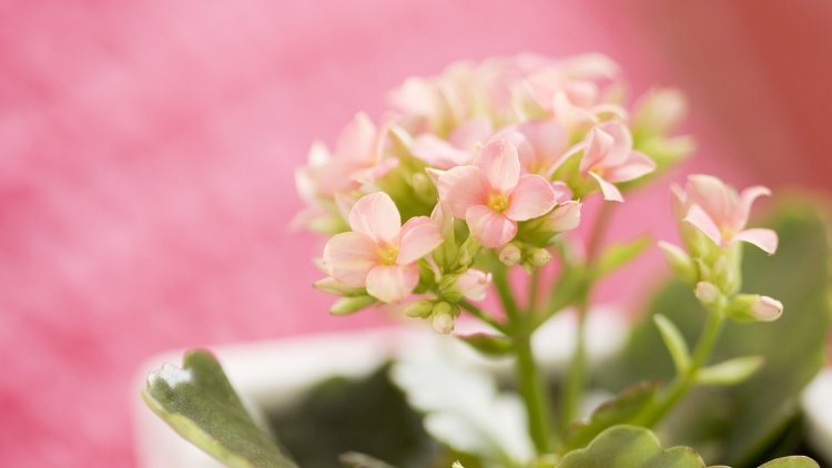 Venez découvrir une histoire pleine d'humour partagée par notre ordissinaute Pierre.