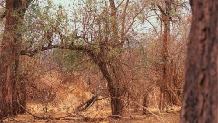 Bonjour à tous !
Que pensez-vous d'un nouveau rdv devinette chaque semaine sur Ordissinaute ?
Voici la première devinette : cherchez l'animal sur la photo et laissez un commentaire pour dire "vu" dès que vous l'avez trouvé.