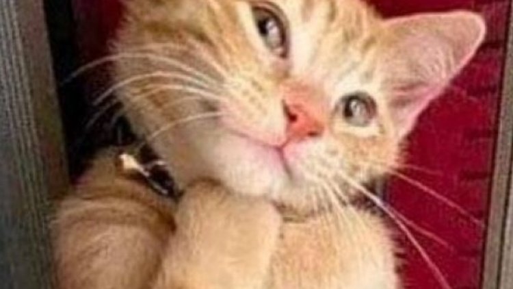 « Chat » va pas être simple, mais « Chat » vaut le coup d'essayer ! 
Il me donne un indice et je dois trouver le nom d'une île très connue.
Allons-y ! Au moins si on ne trouve pas, on aura voyagé...
Qu'est-ce qu'on dit ?................. merci Joël ................ Au boulot !