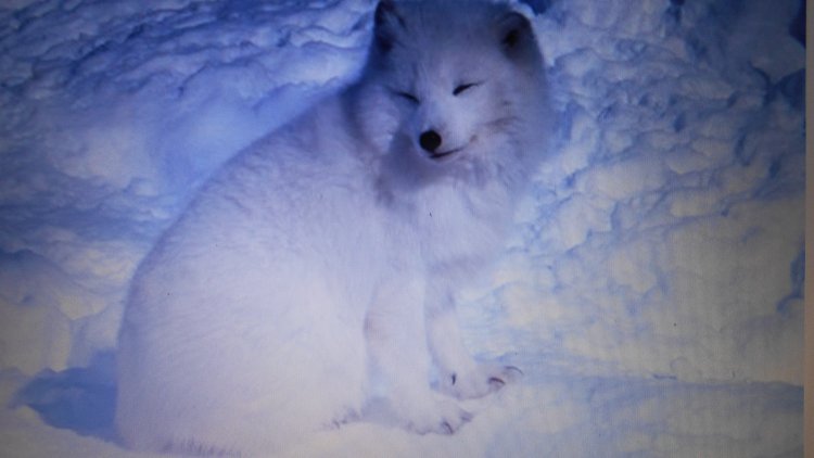 Histoire incroyable mais vraie !!!  HUM!!