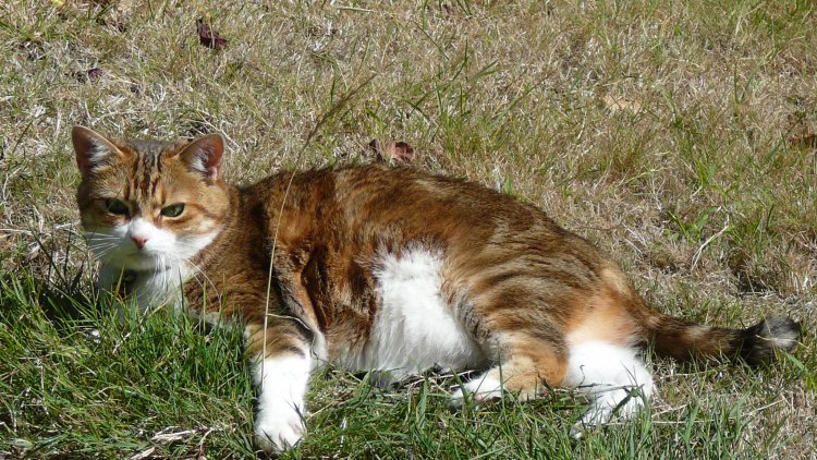 Quand l'humour est ROI.