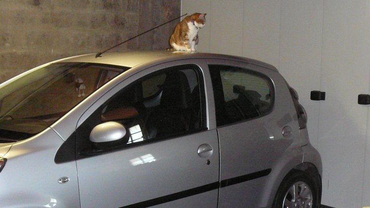 SACRÉ TOTO, quel garnement !