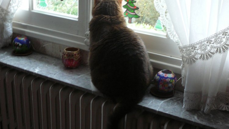 chat regarde par la fenêtre