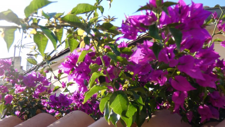 Lisez tranquillement mes quelques lignes et retrouvez le nom des fleurs de mon jardin secret. Toujours avec le même humour, parfois coquin ou tiré par les cheveux...
À la fin je vous donnerai la liste des fleurs que vous deviez retrouver. Bonne recherche.