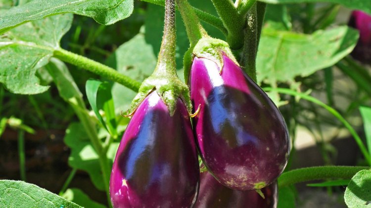 Découvrez cette succulente recette de TERRINE D'AUBERGINES avec notre ordissinaute Monique...