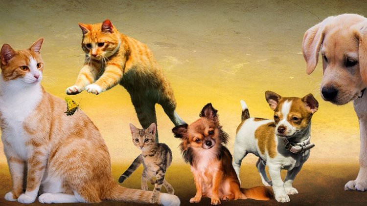 Dans cette petite histoire, se cachent 20 animaux .
À vous de les retrouver, bon courage .