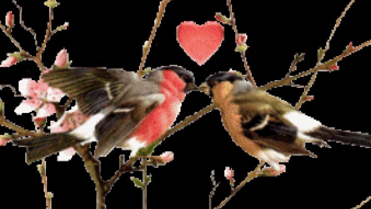 Admirez ce beau cerf "volant" au-dessus de la route de Bercé (Sarthe, région du Mans).
les trois 1ere photos sont vraies
ensuite je me suis amusée en rajoutant des images ....