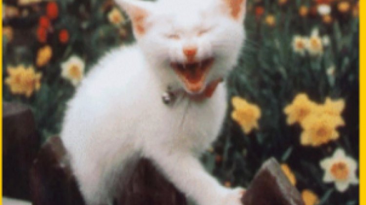 Journée de l'humour aujourd'hui, notre ordissinaute Doris en a beaucoup !