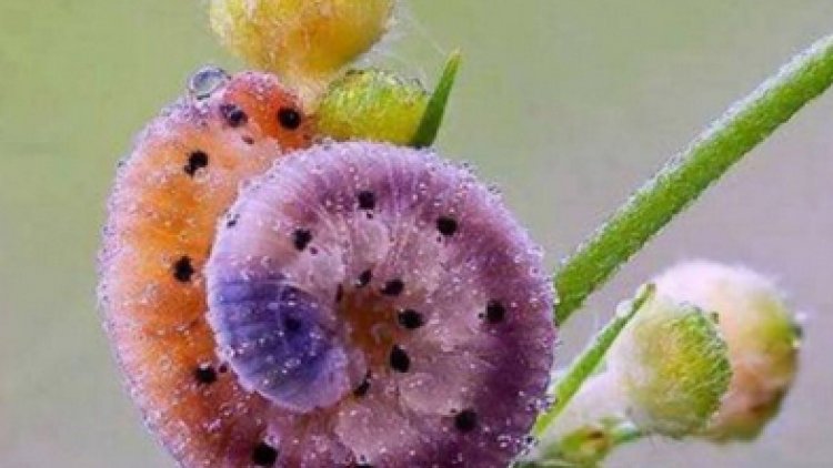 Quelques pensées à partager ,,trouvées  sur internet 