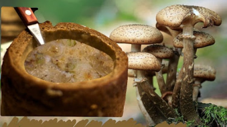 C'est la saison des champignons ! Notre ordissinaute Licciolo nous régale avec sa croustade aux champignons, oeufs et fromage. 