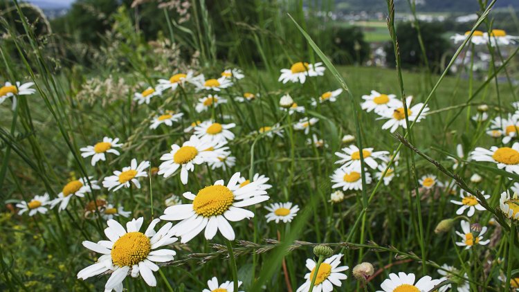 PRÉ .... C'est la syllabe avec laquelle nous allons nous amuser aujourd'hui.
Je vous donne un indice et vous devez trouver le mot recherché ...
Attention ! Le son PRÉ doit s'entendre et surtout être un JEU de MOT !
Trouver un mot qui ne soit pas un GAG, ne serait qu'une définition : PAS D'HUMOUR ! Donc, mauvais ! Ce n'est pas le but du jeu.