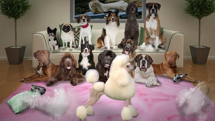 Simplement un instant de rire ou de sourires.
C'est bon pour la santé ... Bonne lecture .