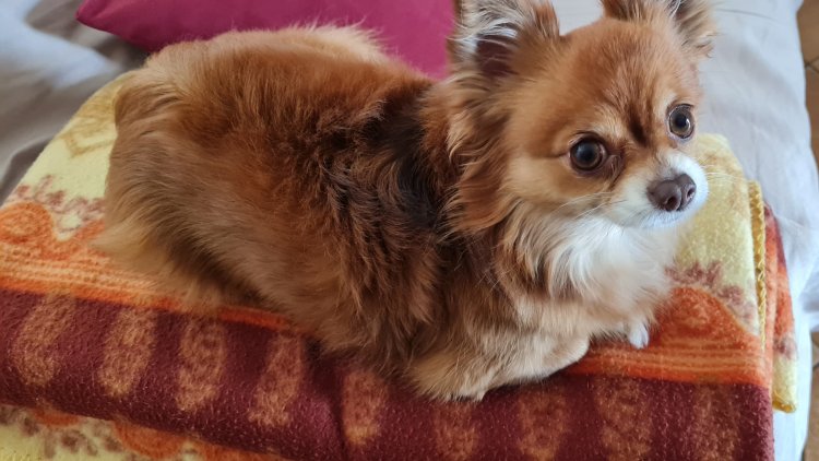 Depuis qu'il partage le destin de l'Homme, le chien a su lui devenir indispensable. A la fois compagnon fidèle et câlin mais aussi partenaire utile pour la protection de ses biens et de sa personne, il a une place à part parmi les animaux domestiqués.
De nombreux poètes, écrivains et philosophes nous ont laissé des réflexions
intéressantes au sujet des chiens, qui ont bien souvent partagé leur vie et accompagné leurs flâneries et méditations.
Amusantes ou profondes, les citations que nous vous proposons sont révélatrices du caractère unique de cet animal loyal et attachant.(SITE INTERNET )
x