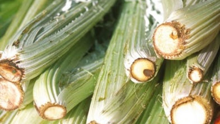 Le cardon a surtout la côte du côté de Vaulx-en-Velin et Lyon. Mais il mérite d'être mieux connu dans tout le pays. !!!