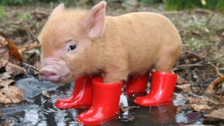 notre ordissinaute Josette nous raconte son film préféré...