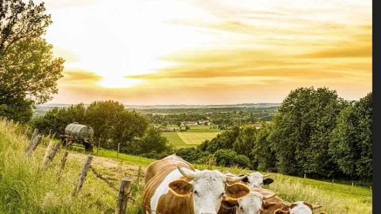 Romantisme . Quand le courant passe!!entre deux êtres!allez savoir!