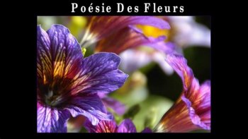 La poésie des fleurs