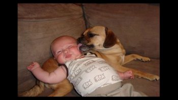 L'amour entre les hommes et les chiens.