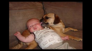 L'amour entre les hommes et les chiens.