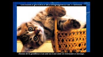 Vos animaux domestiques préférés posent pour un diaporama sonore enchanté.