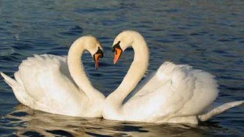 Observons le corbeau à la recherche de miettes dans le sac en papier.