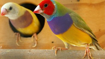 Ce diaporama doux et reposant pour illustrer le poème "l'oiseau" a été écrit par la plume de Monique. Un moment chantant et tendre, plein de tendresse, de plumes et de nature.