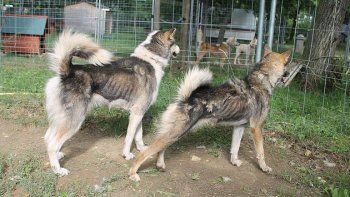 
La SPA prend en charge des chiens victimes de maltraitance, 

Certains de ces chiens étaient enfermés dans des clapiers de poule et de lapin, et d'autres disposaient d'un espace d'à peine 60 centimètres carrés.