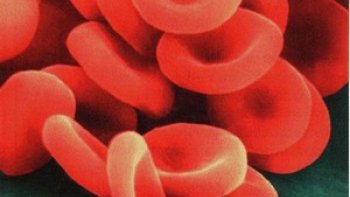 Don de moelle osseuse