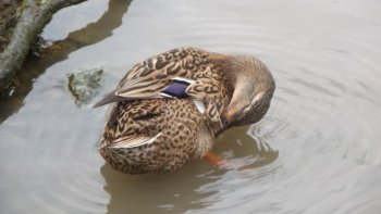 Quand les canards se lavent... vidéo réalisée par notre ordissinaute Louisette.