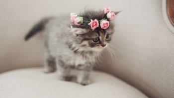 Notre ordissinaute Jeanneton nous écrit un magnifique texte.