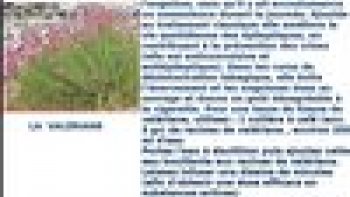 Apprenez à vous soigner grâce aux plantes médicinales. Il exite des centaines de plantes qui peuvent servir de remèdes comme la valériane pour les troubles du sommeil, le bicarbonate qui facilite la digestion et qui est également utilisé pour le corps, et bien d'autres plantes pour d'autres utilisations.