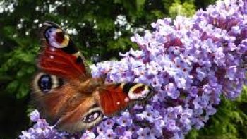 PAPILLON ET LE BUDDLÉIA