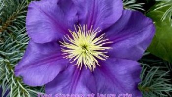 Ce poème proposé par notre Ordissinaute Josiane s’intitule « Nature que tu es belle… ». Au travers ce poème, suivi d’images de fleurs et de paysages fleuris, le lecteur s’évade l’espace de quelques instants.