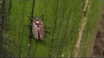 
En Alsace lorraine, l’inquiétude monte au sein de la population. Face à l’envahissement de leur forêt par des centaines de millions d’hannetons, beaucoup de craintes et d’angoisses surgissent. Surtout que la moitié des arbres de la forêt ont subi les conséquences de cette attaque.
