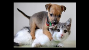 chat et chien