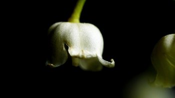 Une fois de plus, notre douce Josiane nous écrit un poème. Ce poème concerne le mois de mai et s'intitule "Joli mois de mai". C'est un mois particulier car c'est la fête du muguet.