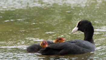 Autour du lac de Vincennes, les parents donnent la becquée à leur poussin.
Ils plongent afin de remonter des algues pour le nourrir.
Particularité : le milieu de la tête et le bec des parents sont blancs, alors que le poussin a la tête rouge.