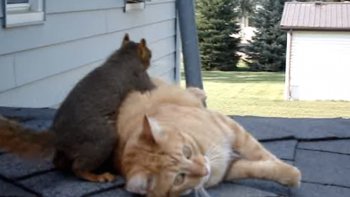 Qui a dit que deux animaux ne pouvaient pas devenir amis ?