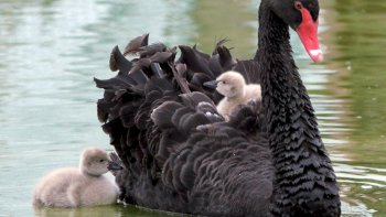 Des panneaux disséminés dans les parcs indiquent qu'il ne faut pas nourrir les oiseaux.
Seulement les visiteurs n'en tiennent pas compte.
Tant pis si les oiseaux sont malades dès lors qu'ils ne se nourrissent pas comme les humains.
Cependant j'ai filmé une scène que je vous laisse regarder.