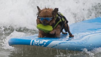 chien surf