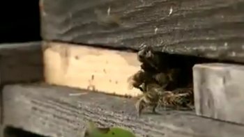 Un désastre a touché plusieurs apiculteurs dans la région de l'Ariège. Effectivement, la région a subi une hécatombe qui a provoqué la mort en masse d'abeilles de culture. 