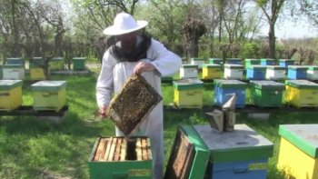Des piqûres de venin d’abeille pour soigner la sclérose en plaques, du miel pour cicatriser les plaies et du pollen contre les troubles digestifs, la Roumanie est un des leaders mondiaux de l’apithérapie, une médecine alternative basée sur l’utilisation des produits de la ruche.