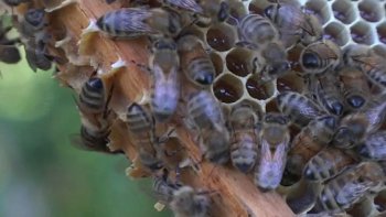 C’est la catastrophe pour les apiculteurs du Sud-est de la France. Ils ont perdu près de 84% des colonies durant l’hiver alors que le taux de mortalité devrait tourner autour de 20%. Dans le Pays de Crau, cette perte s’élève à 800 ruches, un nombre qui alerte les exploitants.


