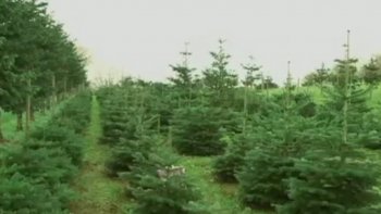 Au Danemark comme ailleurs, choisir son sapin de Noël est tout un art. C'est même devenu plus que ça. La science s'en mêle ! 