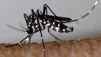 
Débarqué il y a peu de temps en France, le moustique poursuit sa progression à un rythme accéléré. Face à la menace de cet insecte, 31 départements français situés pour la plupart dans le sud sont en vigilance rouge. D'autres régions sont également concernées dont notamment l’Île-de-France avec le département du Val-de-Marne.