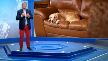 Si vous partez en vacances quelques jours mais que vous n'êtes pas rassuré de laisser votre animal tout seul, voilà quelques solutions qui pourront peut être vous rassurer.