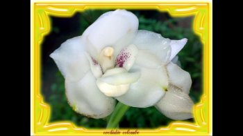Diaporama "le coeur des orchidées !"