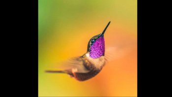 ?ces oiseaux vont vous emerveiller par leurs plumages.

la nature regorge d'animaux exceptionnels.
les colibris font partie des oiseaux les plus magnifiques qui existe.ils possèdent une beauté unique grace à leurs plumes aux mille couleurs .
un vrai régal pour les yeux