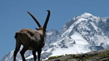 La commune de Chamonix-Mont-Blanc accueille toute l'année les chamois de tous poils venus arpenter ses sommets.
"Cham" comme l'appelle ses aficionados, est en pleine effervescence. Les skieurs d'hiver ont remplacé les randonneurs d'été. Il faut dire que la noblesse du massif du Toit de l'Europe occidentale est un appât bien convaincant : à 4810 mètres, le mont Blanc se dresse avec panache sur les hauteurs du sud de Chamonix.
